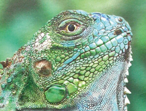 Iguane/aérographe